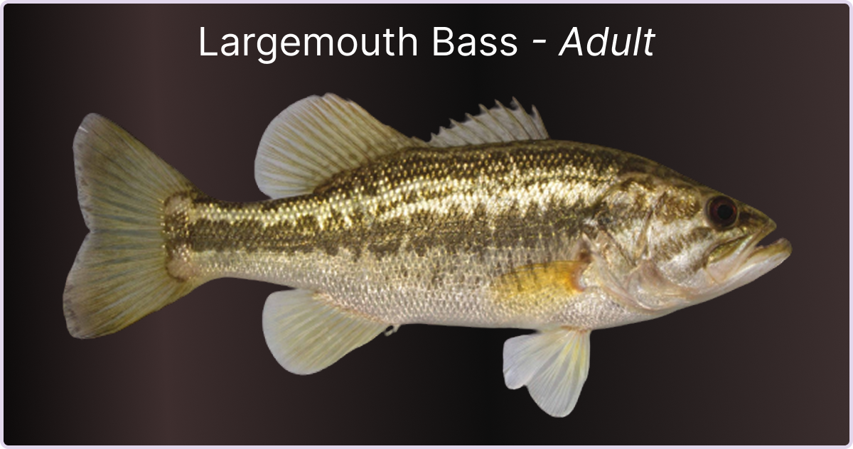 How to identify a Largemouth Bass Adult