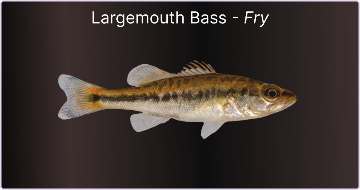 How to identify a Largemouth Bass Fry