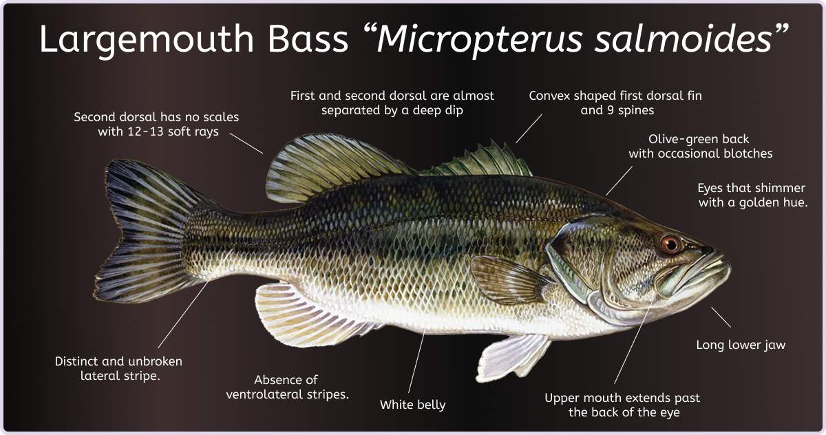 How to identify a Largemouth Bass