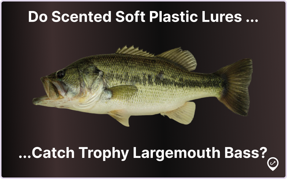 Are Scented Soft Plastics the Secret to Catching More Largemouth Bass?
