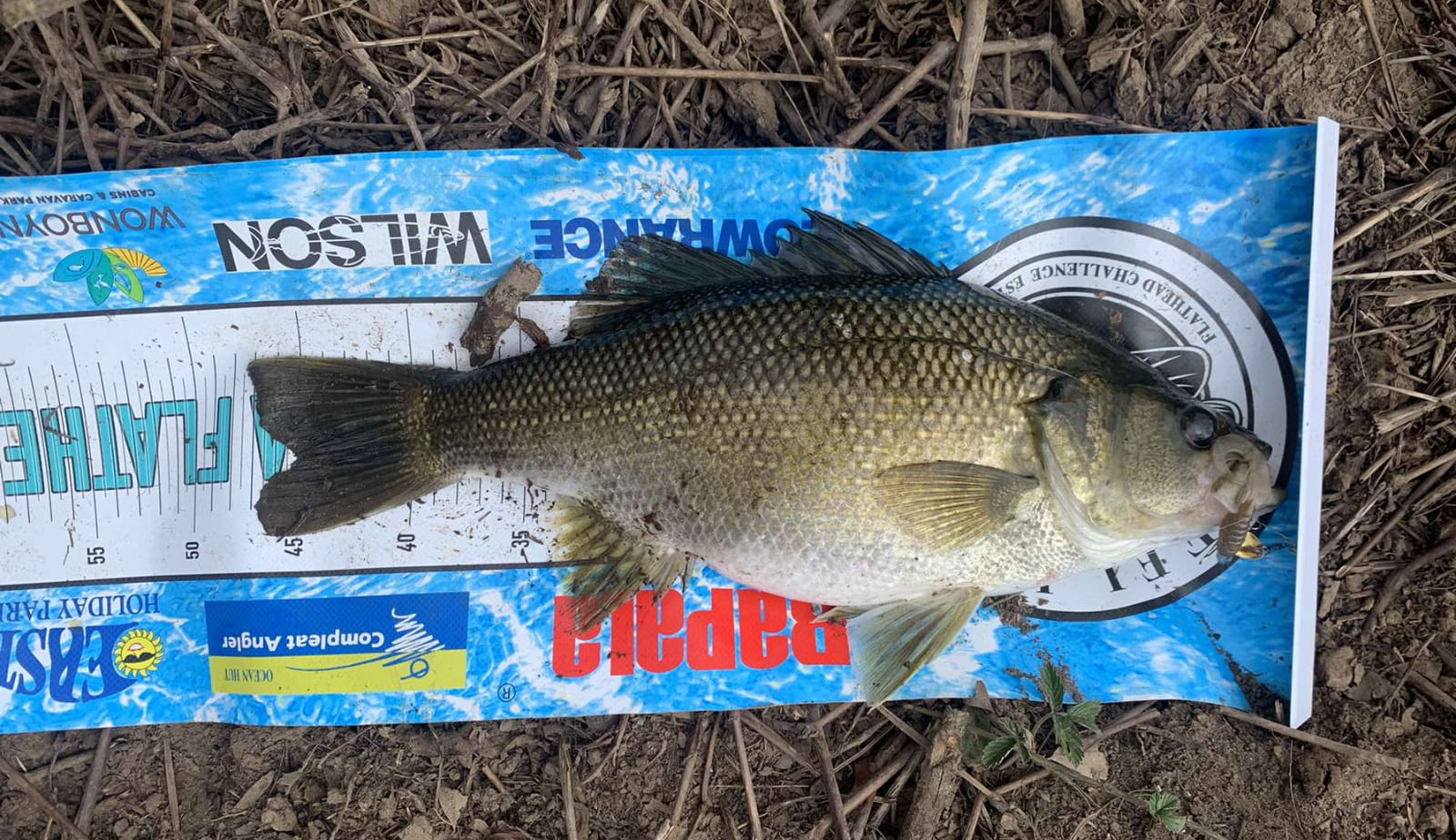 45cm Australian Bass